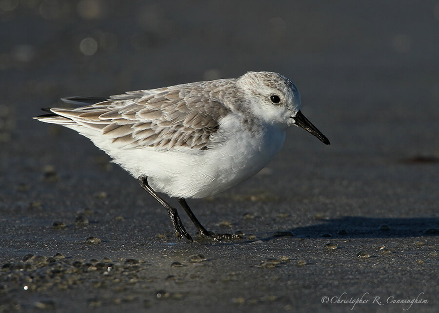 Sanderling at East Beach, Galveston Island, Texas