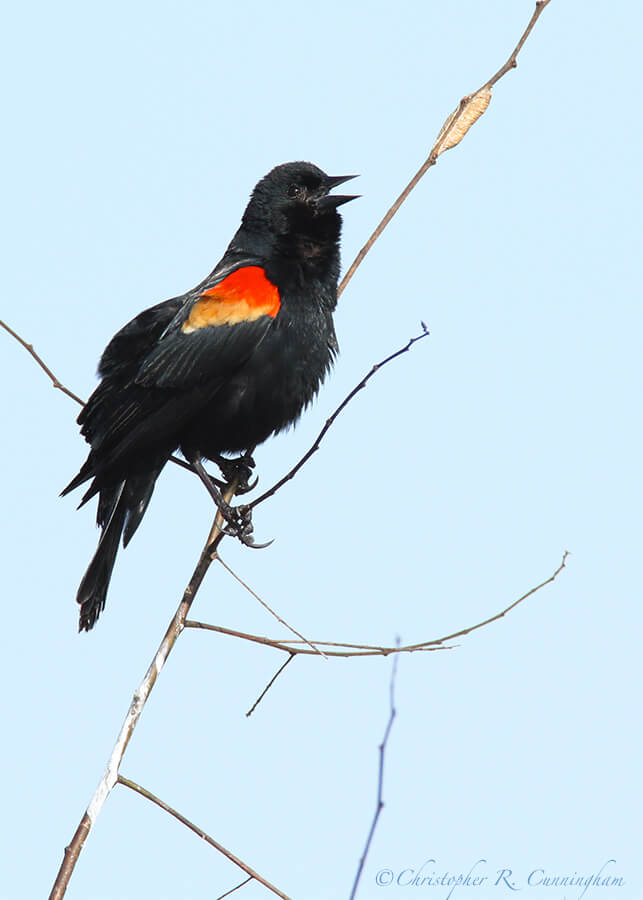 Singing Male Red-winged Blackbird at Brazos Bend State Park, Texas.