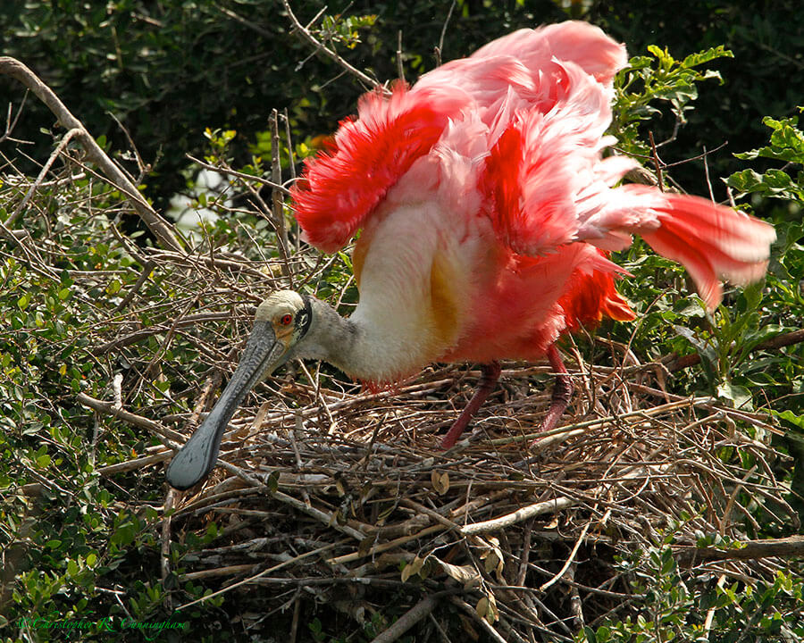 Roseate Spoonbill on nest at Smith Oaks Rookery, High Island, Texas