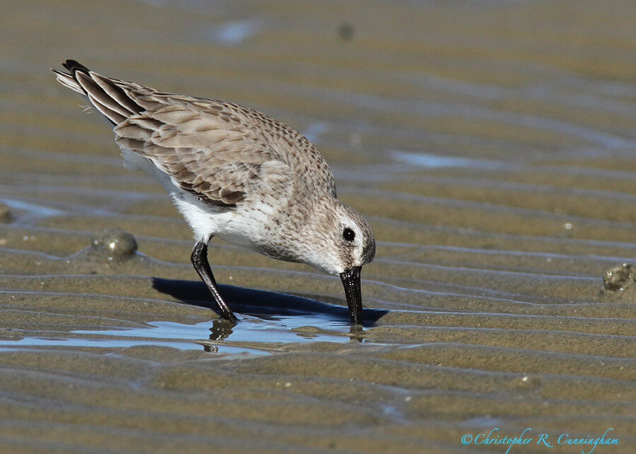 Western Sandpiper at East Beach, Galveston Island, Texas