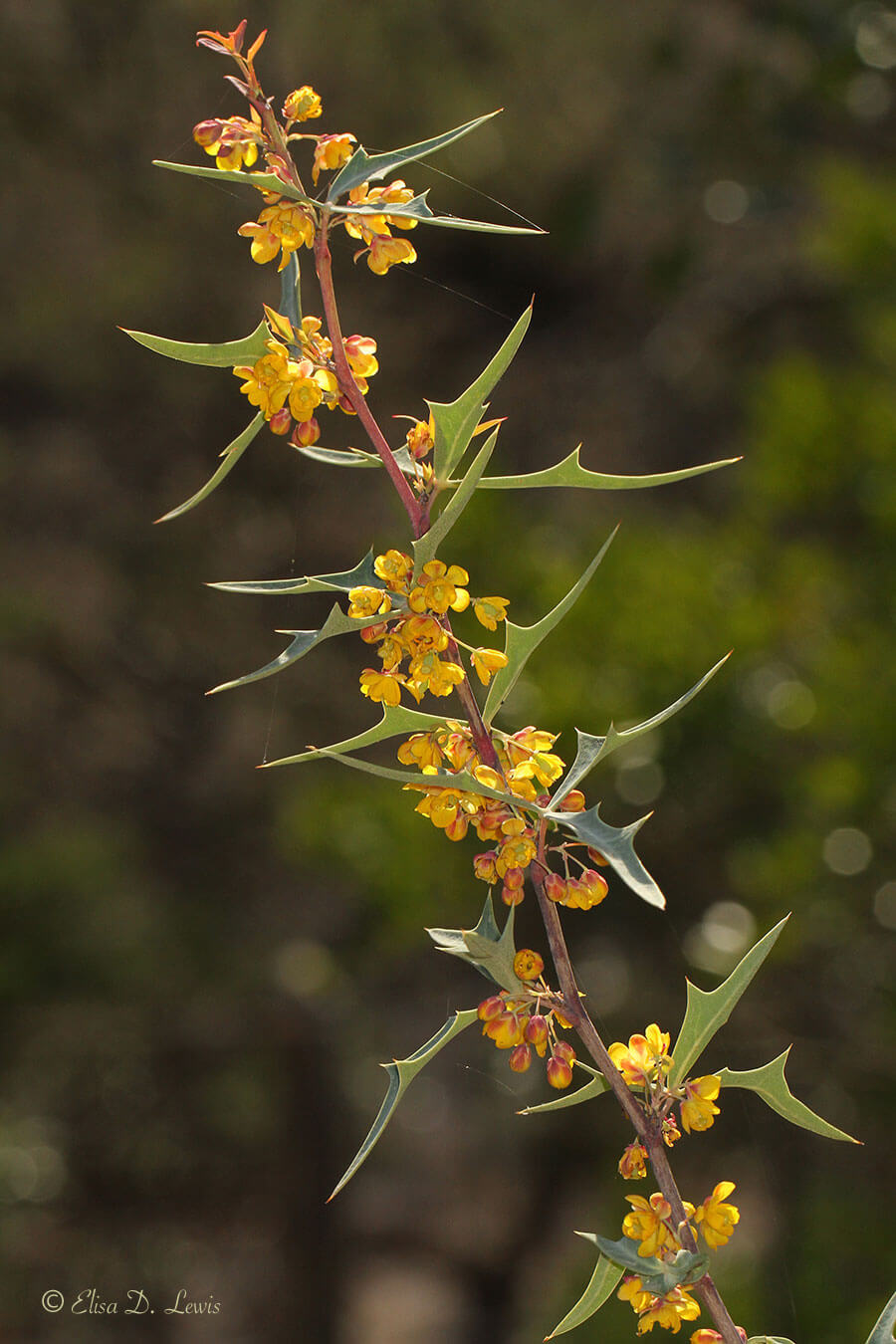 Agarita branch with flowers