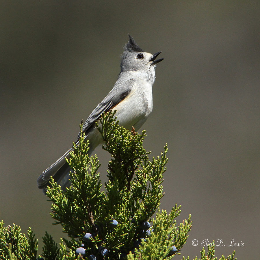 Singing Black-crested Titmouse at Lost Maples SNA, Texas
