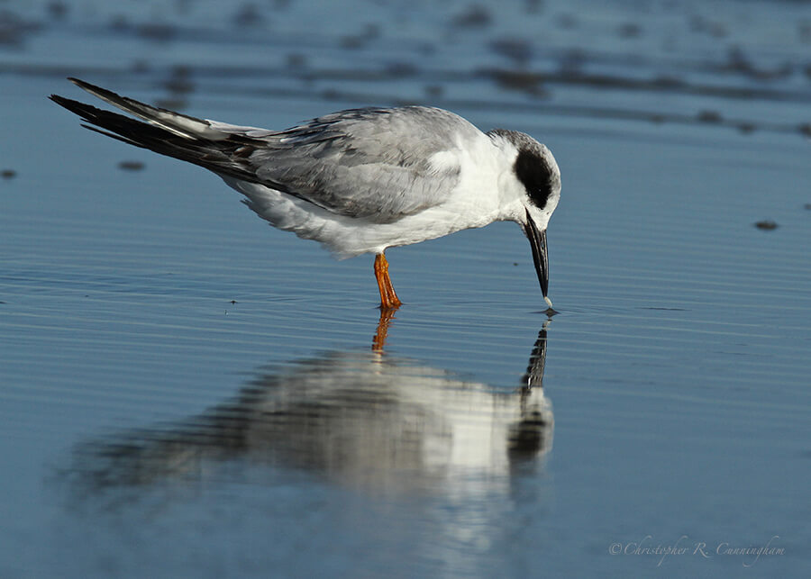 Immature Forster's Tern at East Beach, Galveston Island, Texas