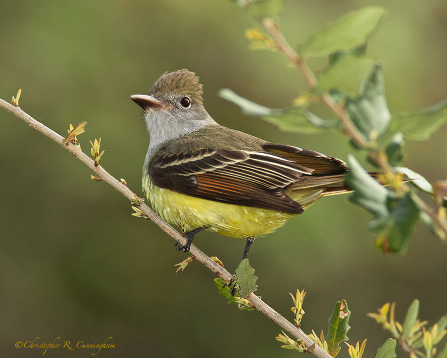 Great-crested Flycatcher at Lafitte's Cove, Galveston Island, Texas