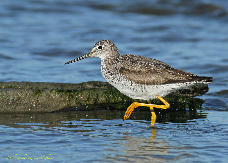 Lesser Yellowlegs at East Beach, Galveston Island, Texas