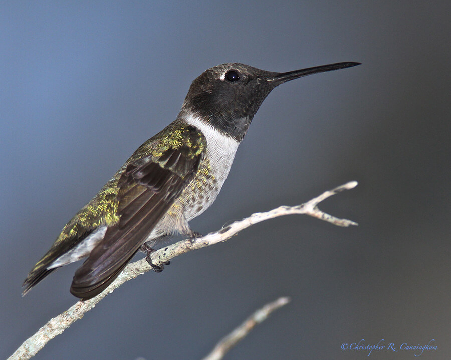 Male Black-chinned Hummingbird at Lost Maples SNA, Texas