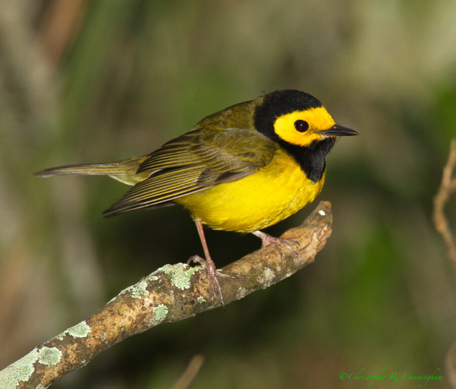 Male Hooded Warbler at Lafitte's Cove, Galveston Island, Texas