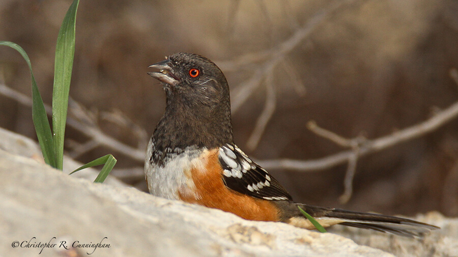 Spotted Towhee at Lost Maples SNA, Texas