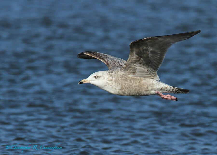 Possible Thayer's Gull at East Beach, Galveston Island, Texas