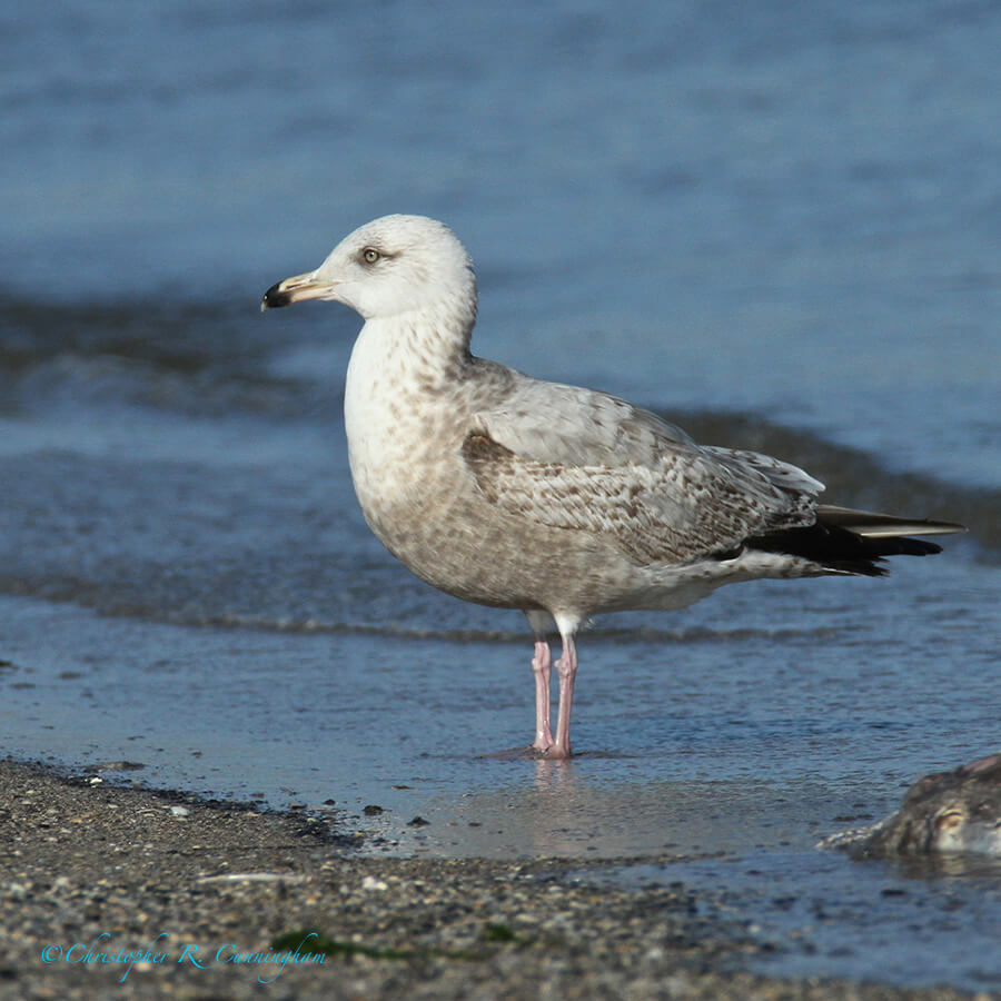 Possible Thayer's Gull at East Beach, Galveston Island, Texas