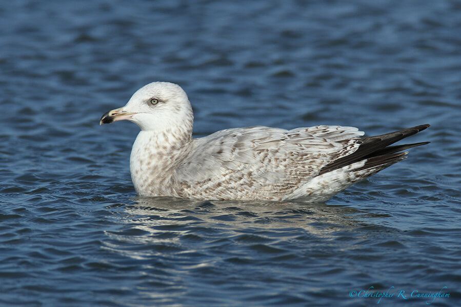 Possible Thayer's Gull at East Beach, Galveston Island, Texas