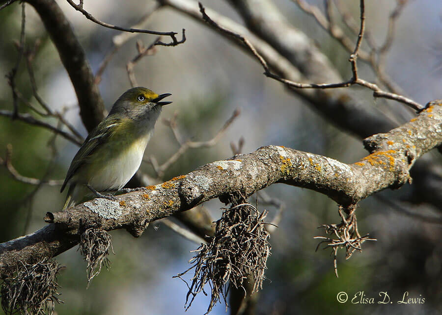 White-eyed Vireo at Lost Maples, SNA, Texas