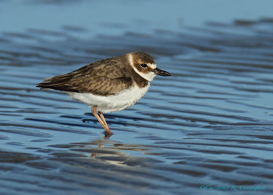 Wilson's Plover at East Beach, Galveston Island, Texas.