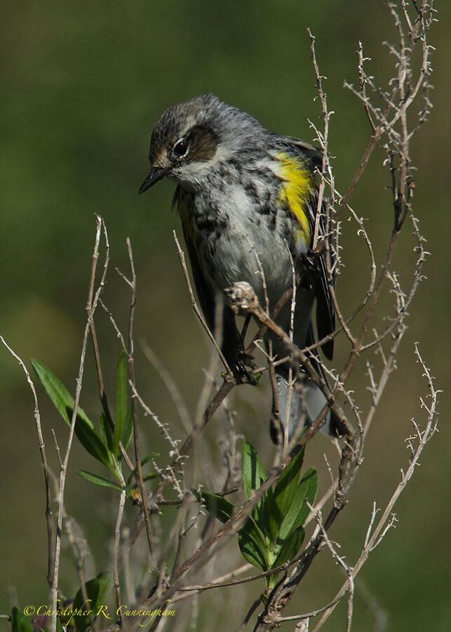Yellow-rumped Warbler at Lafitte's Cove, Galveston Island, Texas.