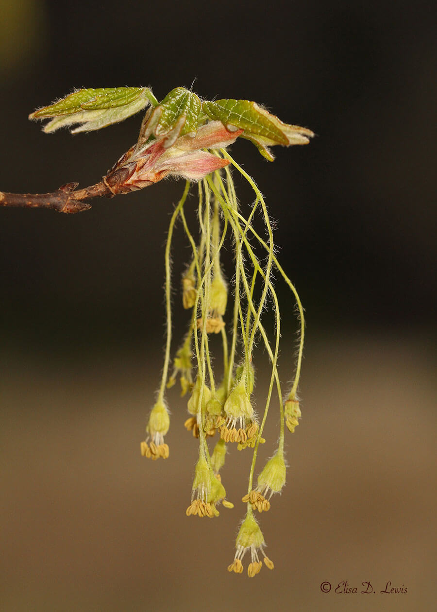 bigtooth maple in bloom with emerging leaves