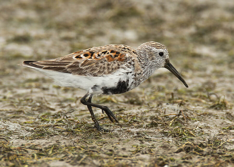 Dunlin in transitional plumage, Frenchtown Road, Bolivar Peninsula, Texas