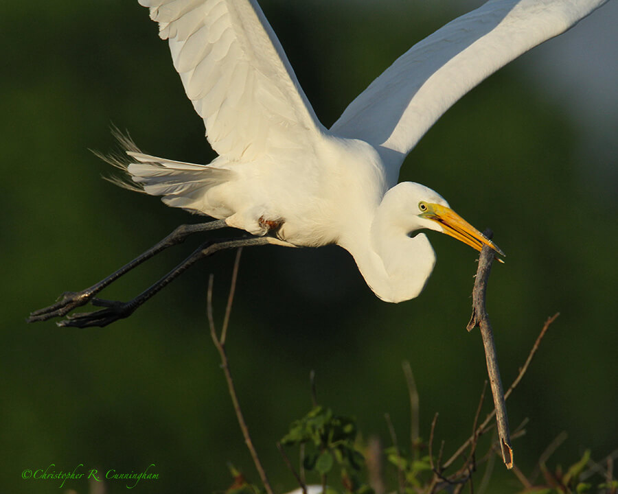 Great Egret with stick at Smith Oaks Rookery, High Island, Texas