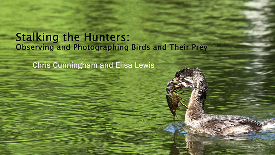 Immature Pied-billed Grebe with Red Swamp Crawfish at Elm Lake, BBSP, Texas