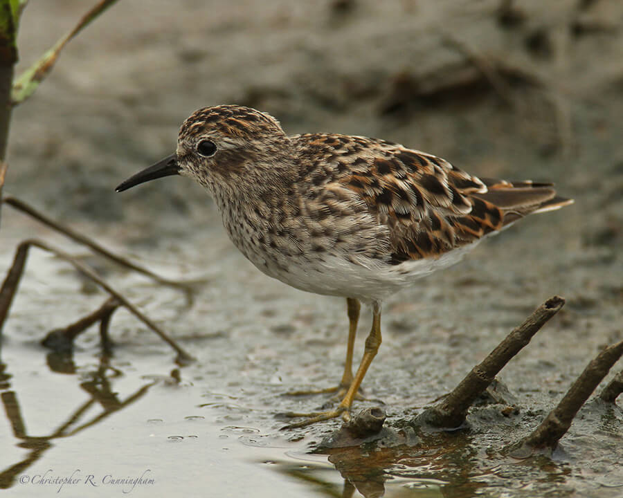 Least Sandpiper in breeding colors, Frenchtown Road, Bolivar Peninsula, Texas