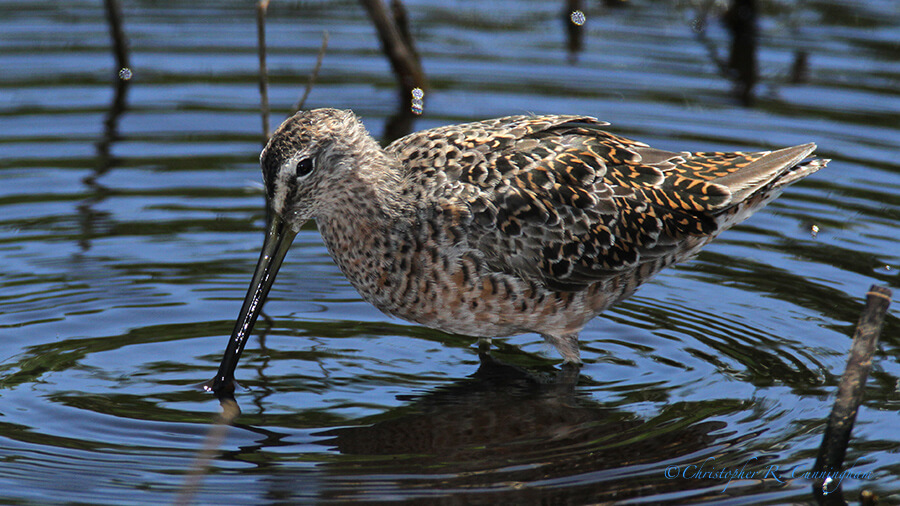 Long-billed Dowitcher at Lafitte's Cove, Galveston Island, Texas