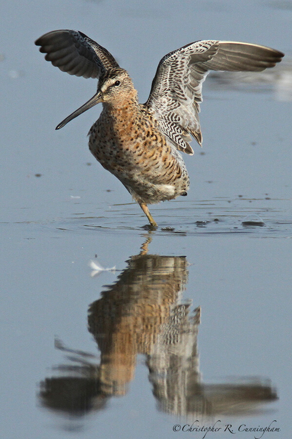 Long-billed Dowitcher at French Town Road, Bolivar Peninsula, Texas