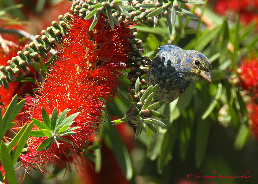 First spring male Indigo Bunting on Bottlebrush at Lafitte's Cove, Galveston Island, Texas