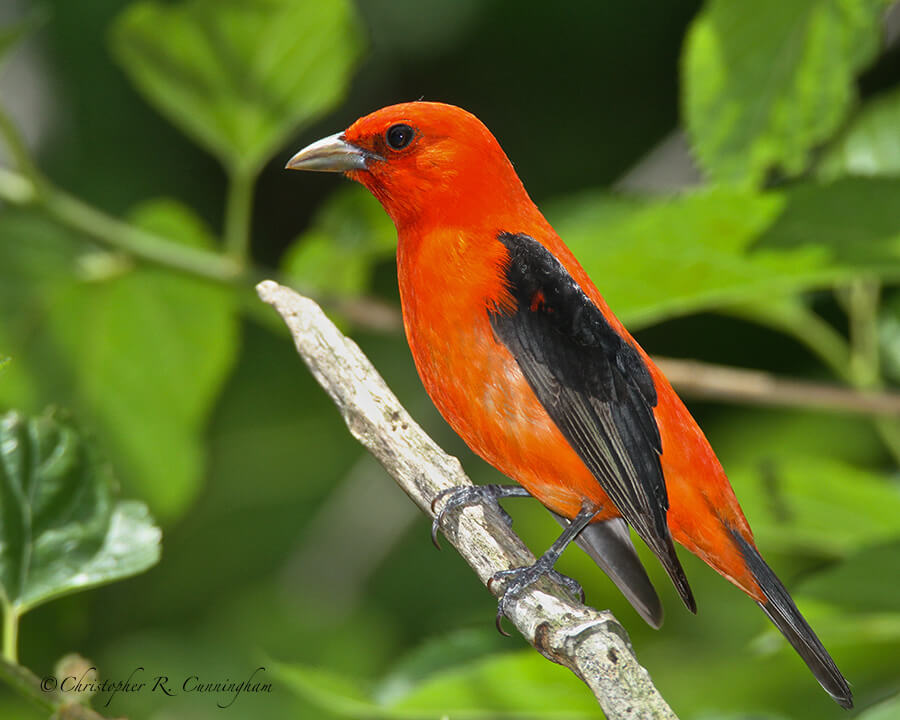 Male Scarlet Tanager in breeding color at Pelican Island, Texas