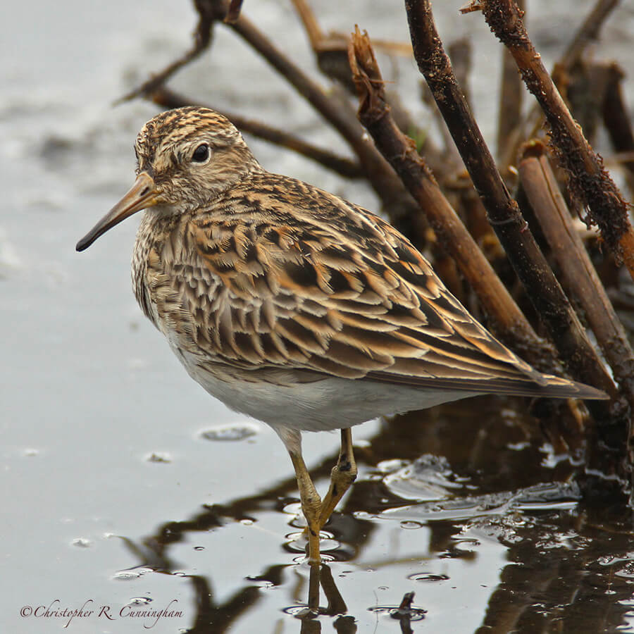 Pectoral Sandpiper at Lafitte's Cove, Galveston Island, Texas