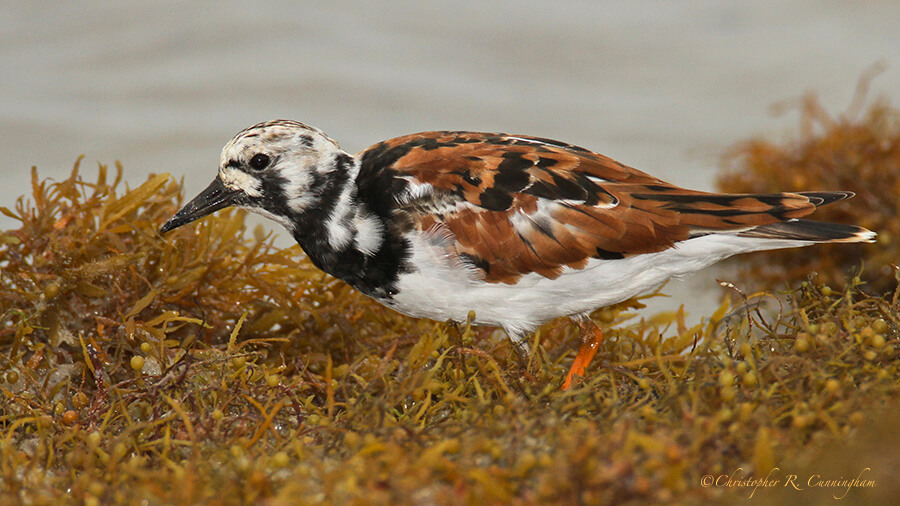 Ruddy Turnstone in breeding colors at Rollover Pass, Texas