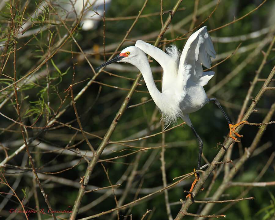 Snowy Egret in breeding colors at Smith Oaks Rookery, High Island, Texas