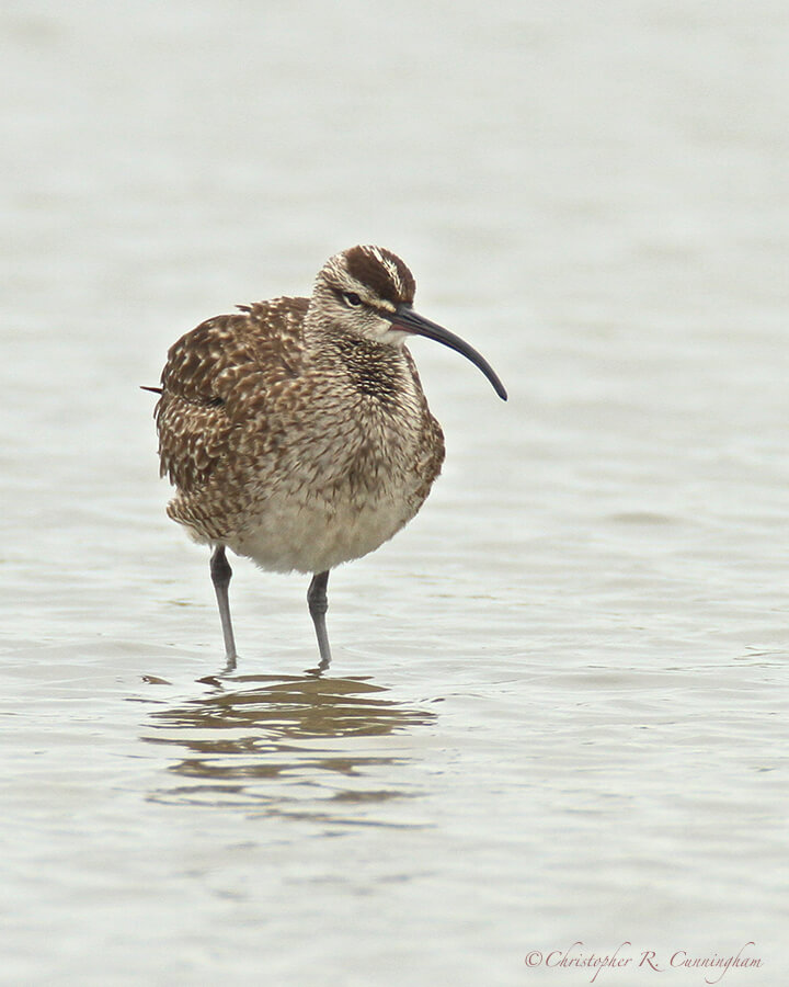 Whimbrel at Frenchtown Road, Bolivar Peninsula, Texas