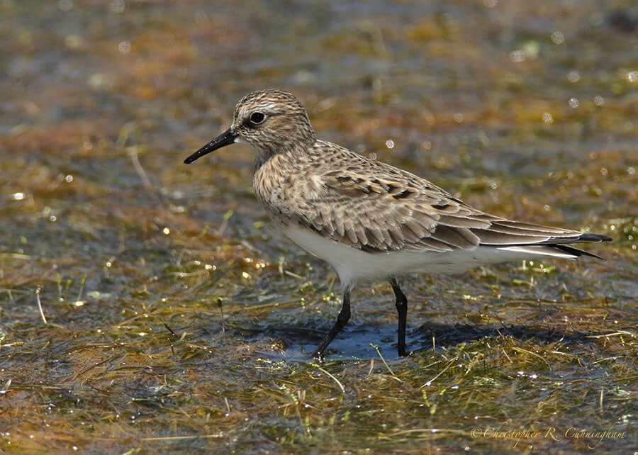 Baird's Sandpiper at Lafitte's Cove, Galveston Island, Texas