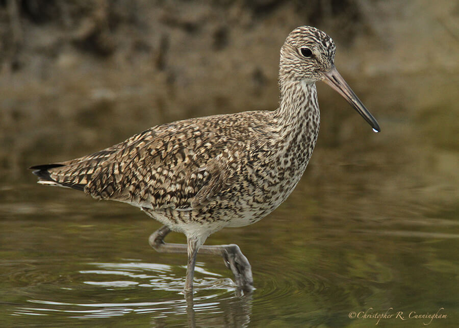 Eastern Willet in breeding colors at Sportsman's Road, Galveston Island, Texas