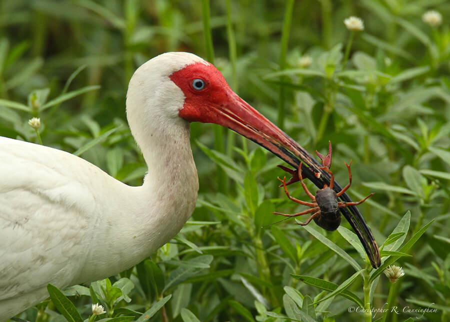 White Ibis in breeding color with crawfish at Pilant Lake, Brazos Bend State Park, Texas