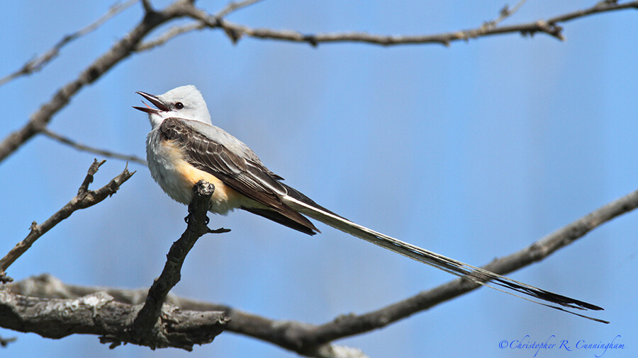 Calling Scissor-tailed Flycatcher at Pelican Island, Texas