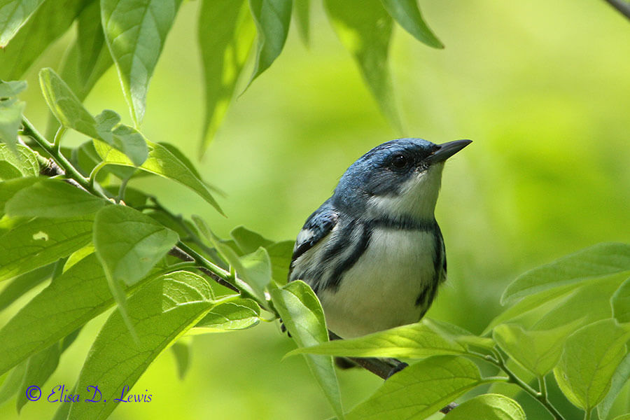 Male Cerulean Warbler perched in a hackberry tree