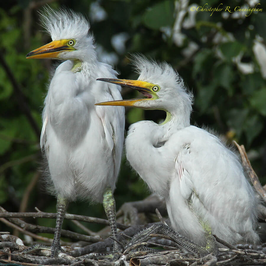 Great Egret Nestlings at Smith Oaks Rookery, High Island, Texas