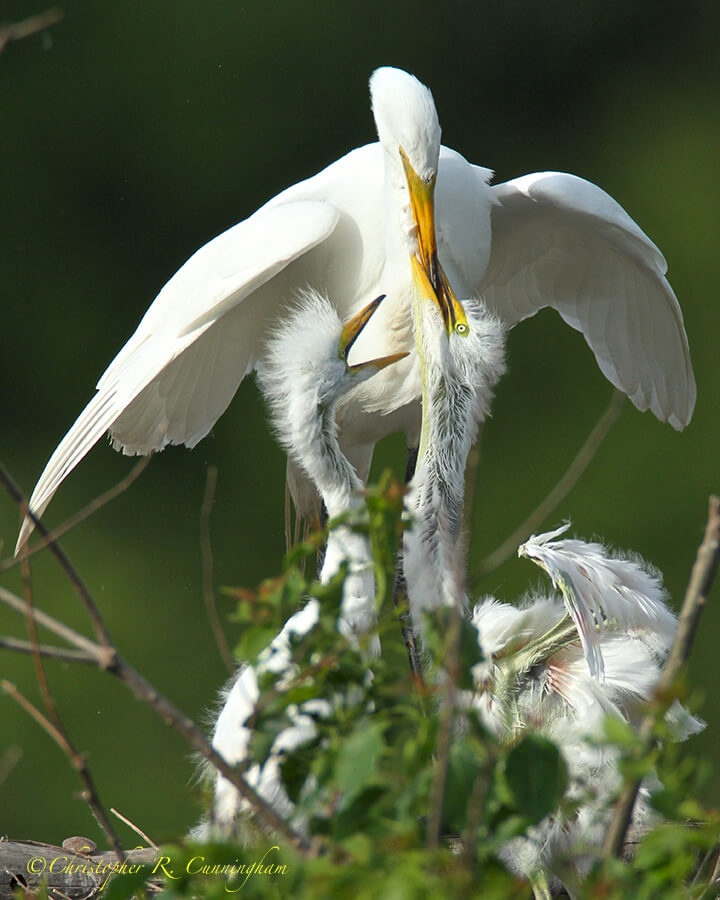 Great Egret feeding young at Smith Oaks Rookery, High Island, Texas