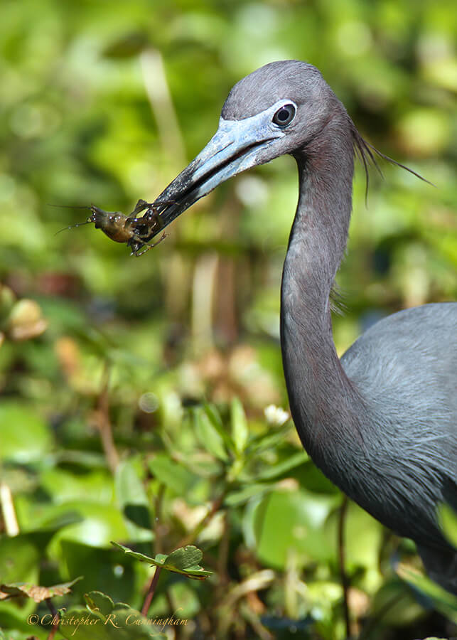 Little Blue Heron with little crawfish at Pilant Lake, Brazos Bend State Park, Texas