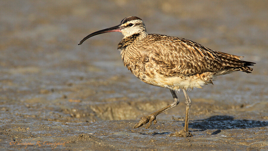 Muddy Whimbrel, Frenchtown Road, Bolivar Peninsula, Texas