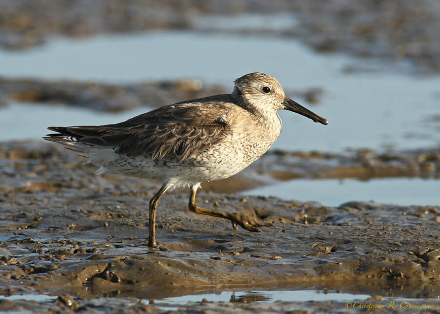 Immature Red Knot at Frenchtown Road, Bolivar Peninsula, Texas