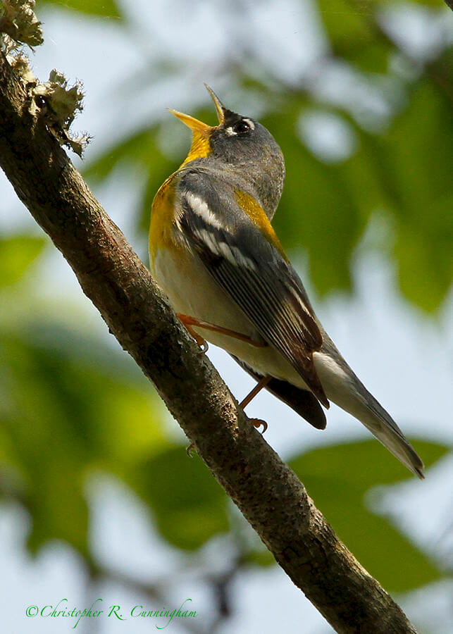 Singing Male Northern Parula at Brazos Bend State Park, Texas