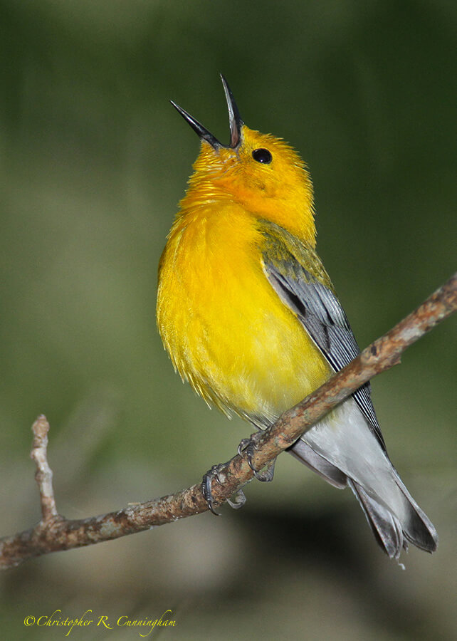 Singing Prothonotary Warber at Brazos Bend State Park, Texas