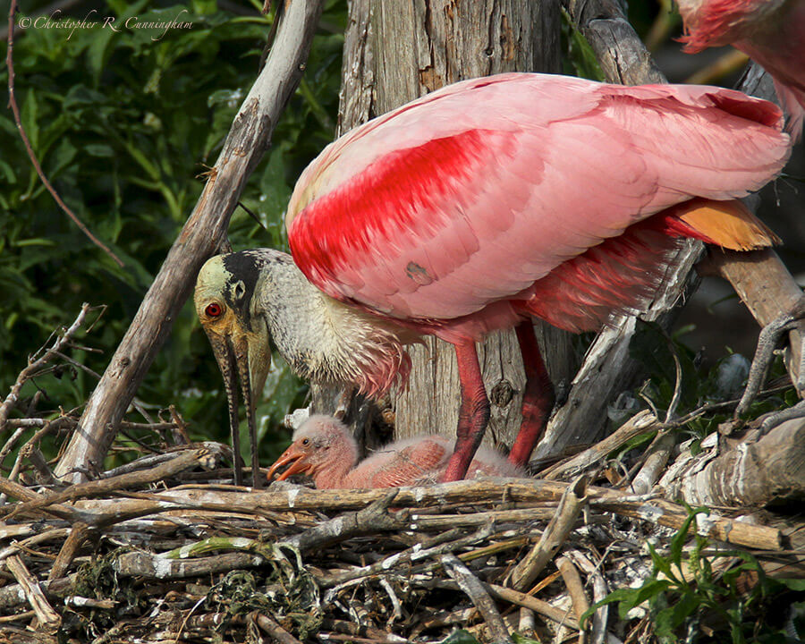 Roseate Spoonbill Nestling at Smith Oaks Rookery, High Island, Texas