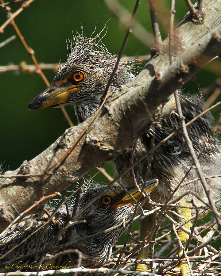 Yellow-crowned Night-Heron nestlings at Brazos Bend State Park, Texas