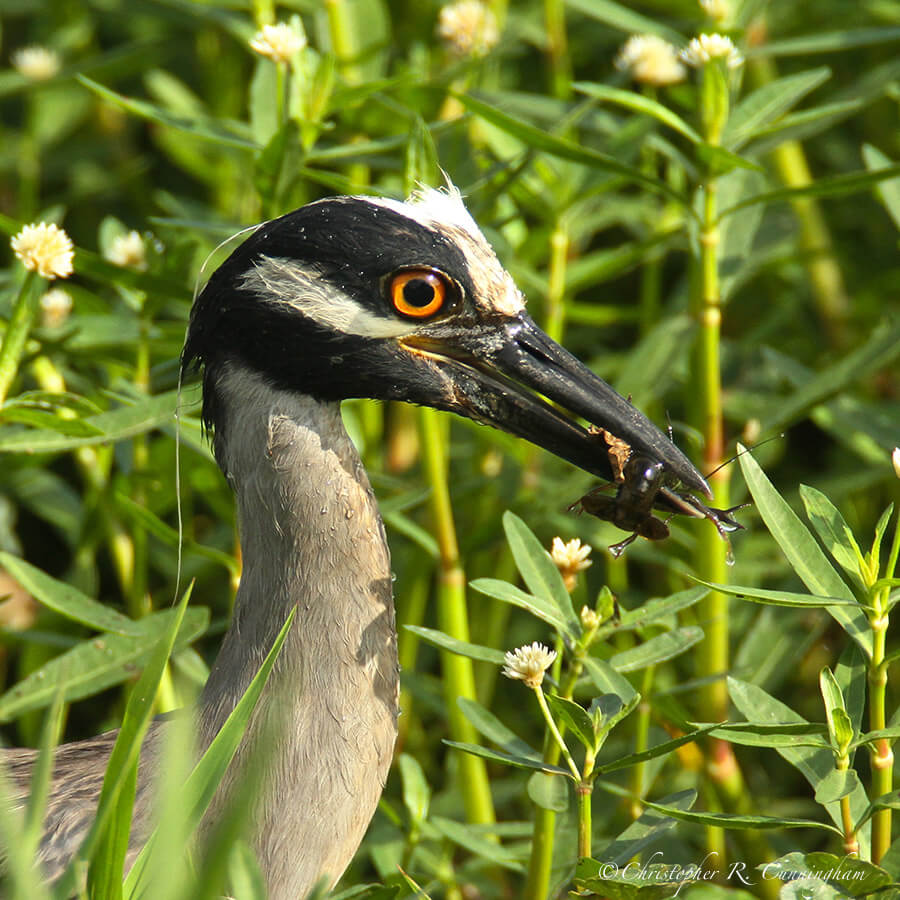Yellow-crowned Night-Heron with little crawfish at Pilant lake, Brazos Bend State Park, Texas