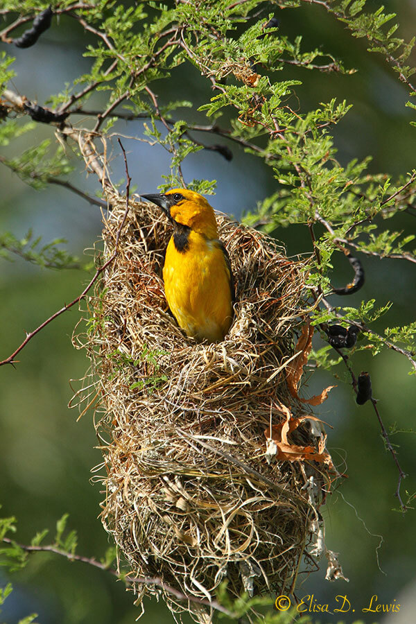 Adult Altamira Oriole and nest photographed by E. D. Lewis