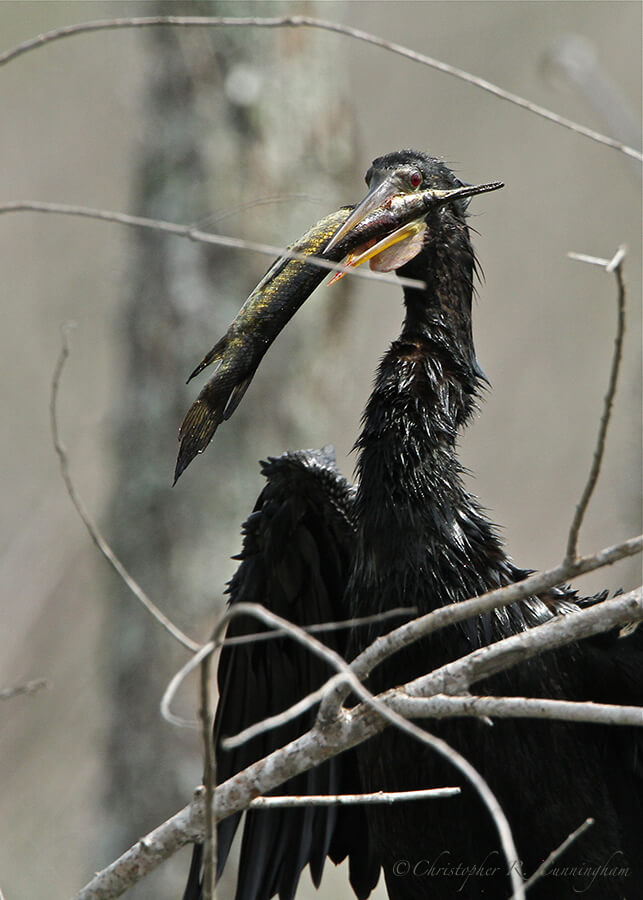 Anhinga with gar