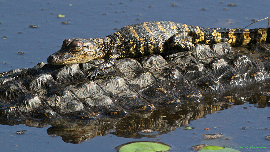 A Baby American Alligator on Mom's Back, Pilant Lake, Brazos Bend State Park, Texas