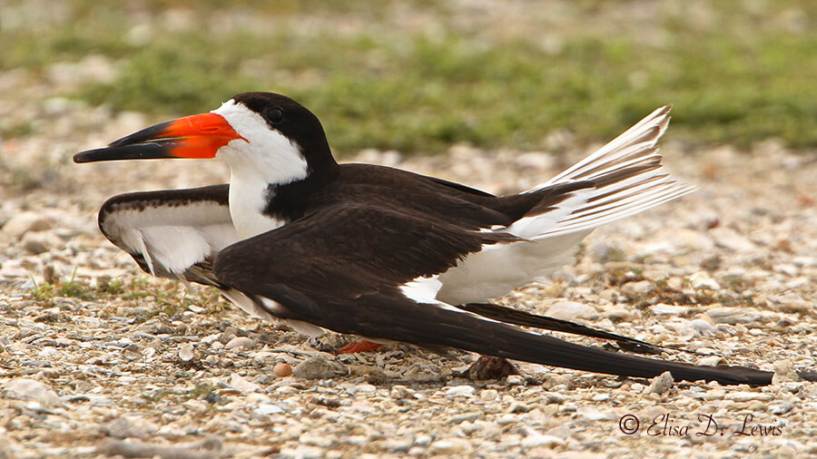 Black Skimmer Performing Broken Wing Act at Freeport, Texas